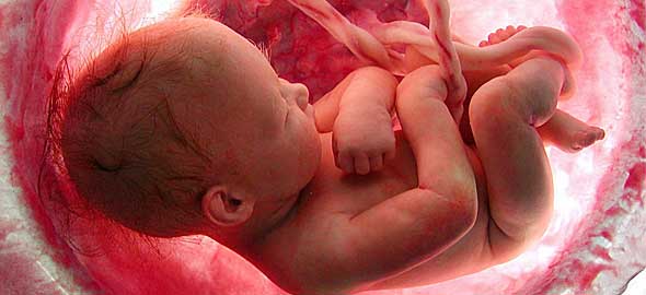 Πώς μεγαλώνει το έμβρυο στην κοιλιά της μαμάς σε 32 συγκλονιστικές φωτογραφίες