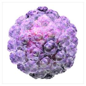 HPV – Ιός των ανθρωπίνων θηλωμάτων