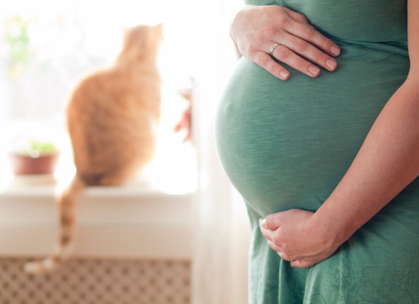 Τοξοπλάσμωση: Μπορεί μια έγκυος να κρατήσει τη γάτα της;